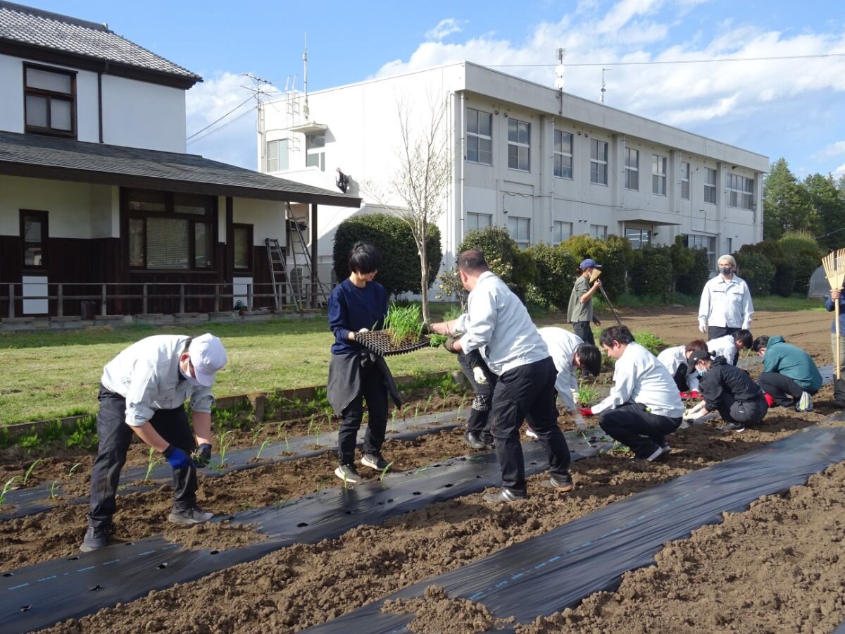 ④トウモロコシ定植実習.JPG